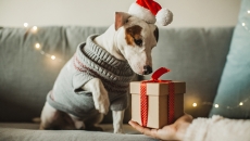 BC SPCA promoting National Adopt A Shelter Pet Day